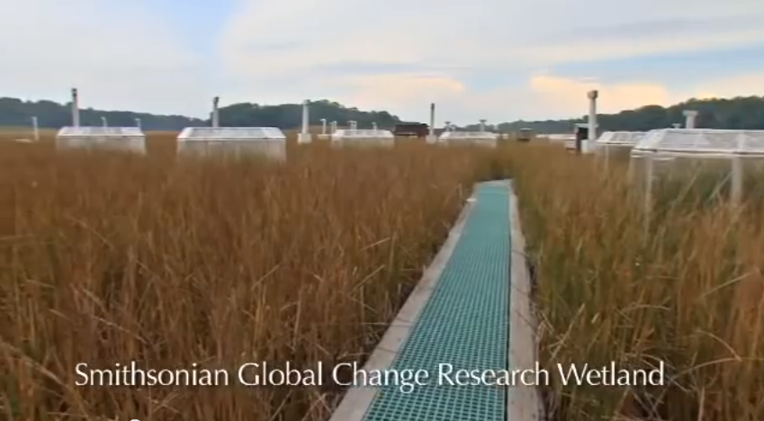 smithsonian_global_change_research_wetland