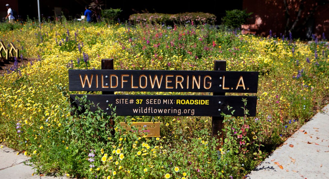 la_wildflowering